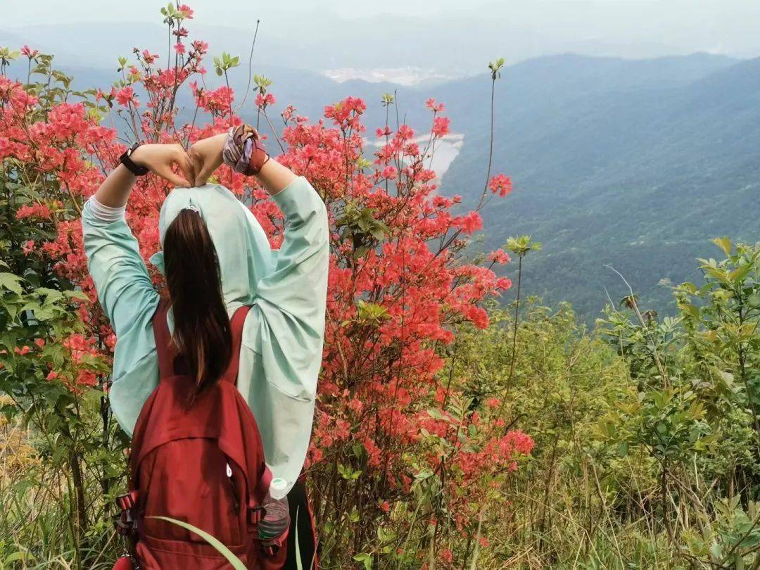 2号【通天蜡烛】67:登从化通天蜡烛,赏漫山杜鹃花海~_活动_必备