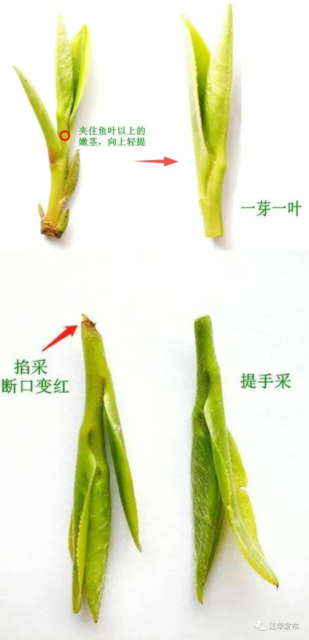 采茶招聘|看看江华哪个茶叶基地离你家最近_用工_春茶_全县