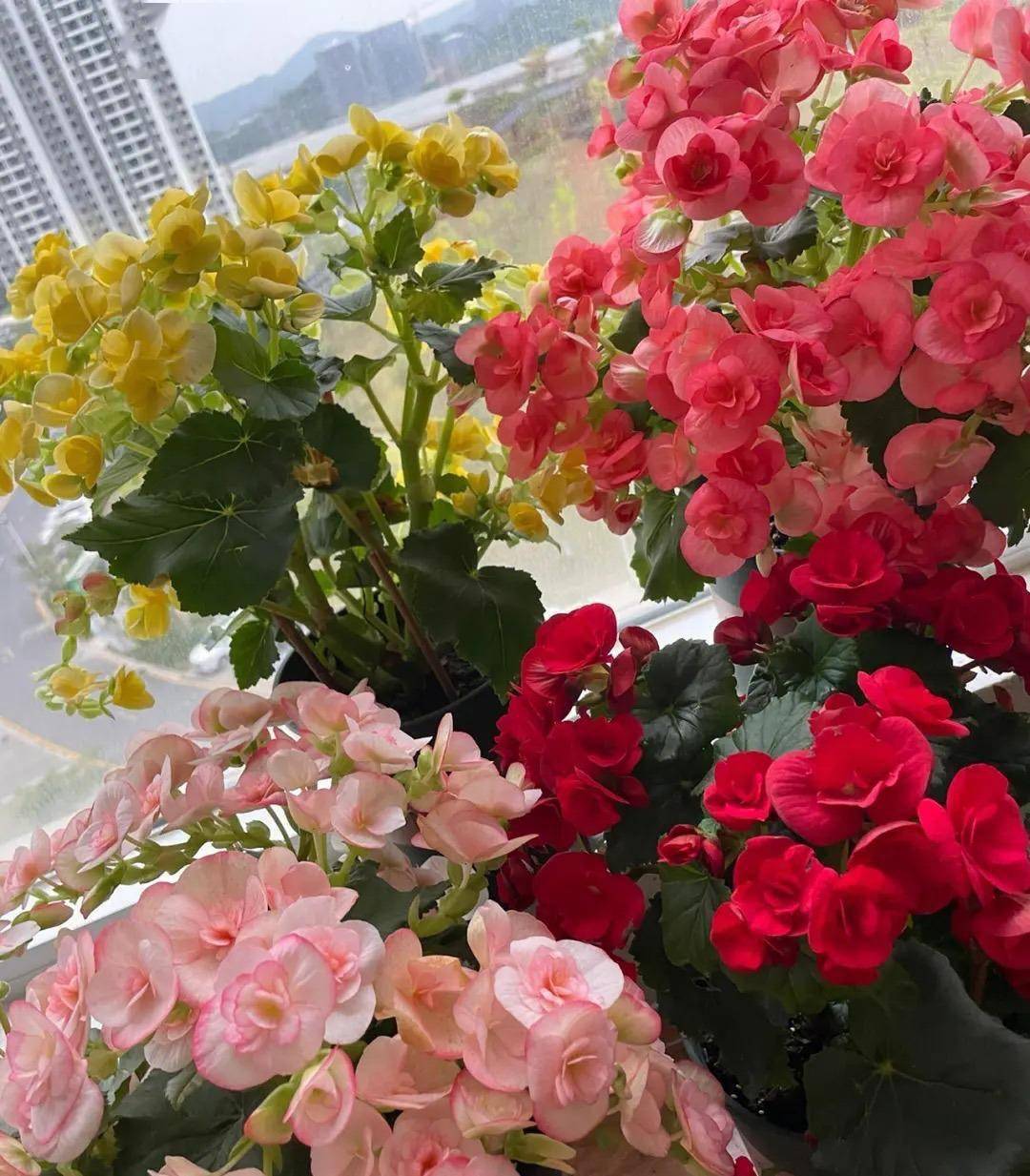 丽格海棠很漂亮做好2点常年开花仙气十足娇艳欲滴