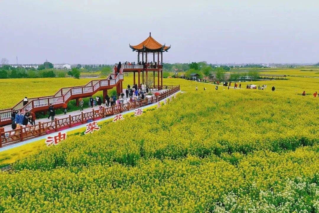 湖北最美油菜花海!盛大开幕!_活动_洋县_荆门市
