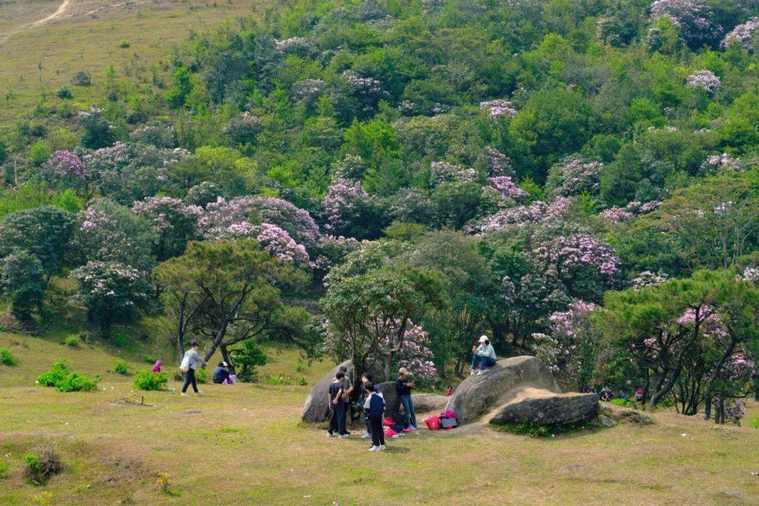 罗定八排山火了!