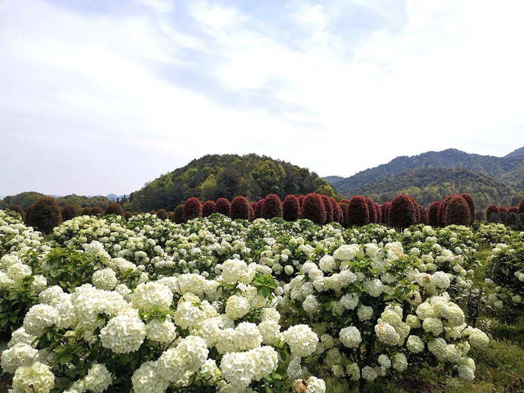 广丰区绣球花"敲开"致富门_陈超_中华_种植