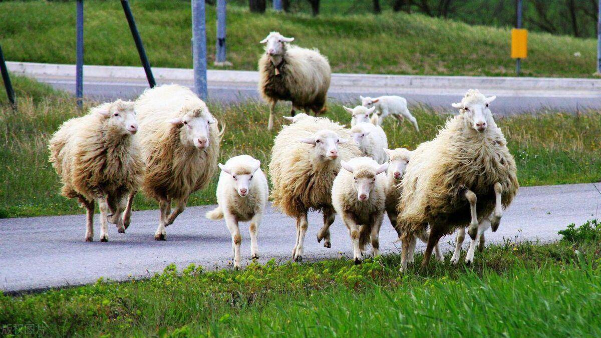 养殖肉羊,国外的这些经验我们可以学习!_杂交_品种_生产