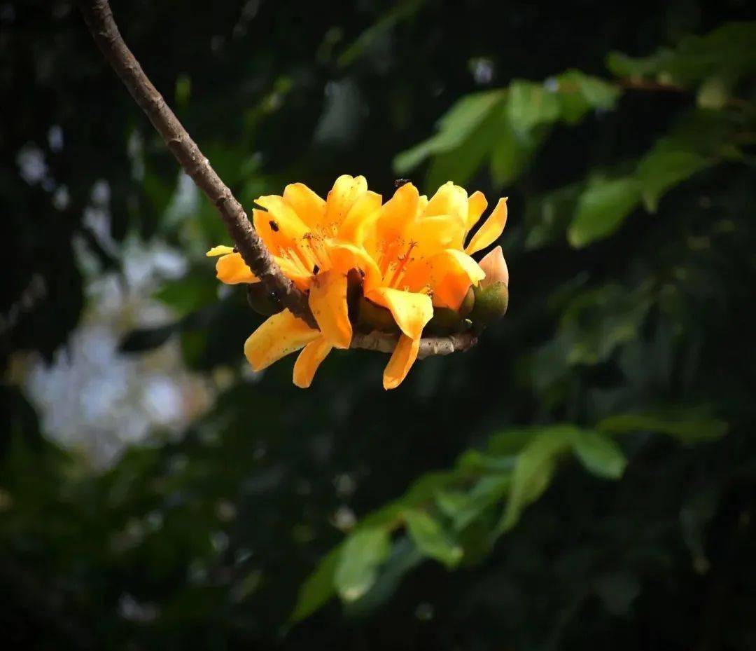 顺德绚烂的红木棉见多了,但金木棉你见过没?_城市_北村_网友