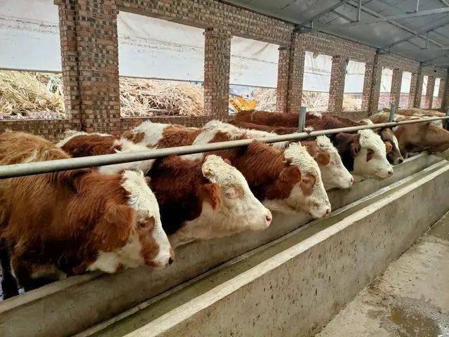 大量喝水在养牛过程中,牛每天都是要喝水的,而且有时还需要大量的饮水