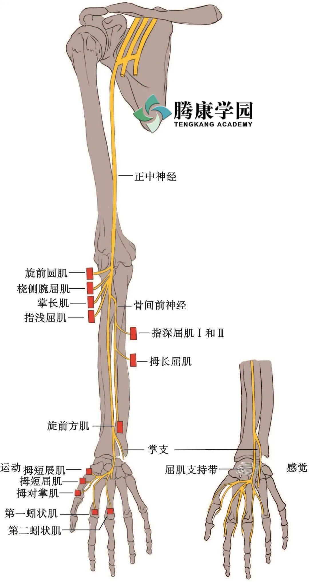 手尺骨痛图片