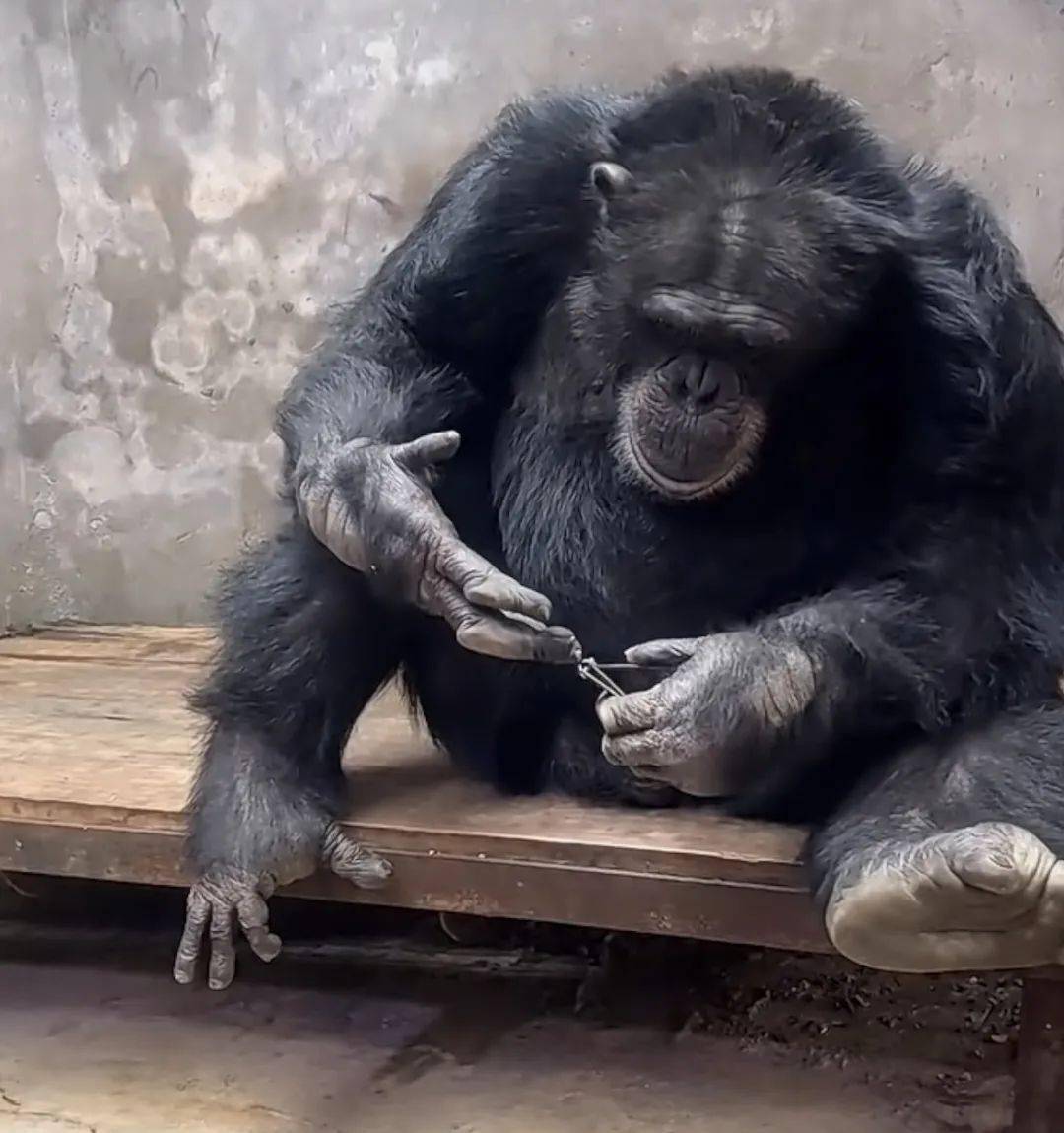 猩猩沉迷于手机无法自拔?今天上海动物园这幕引争议