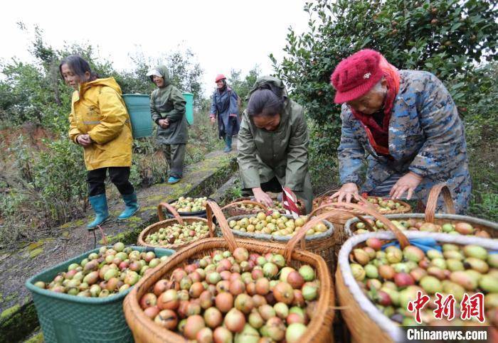 茶油树（茶油树几年能结果） 第2张