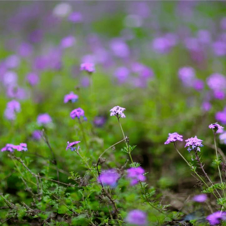 春暖花开，去那几个公园漫步赏花，享受“慢”生活