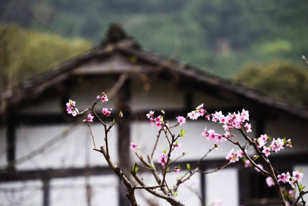 江油青林口古镇桃花图片