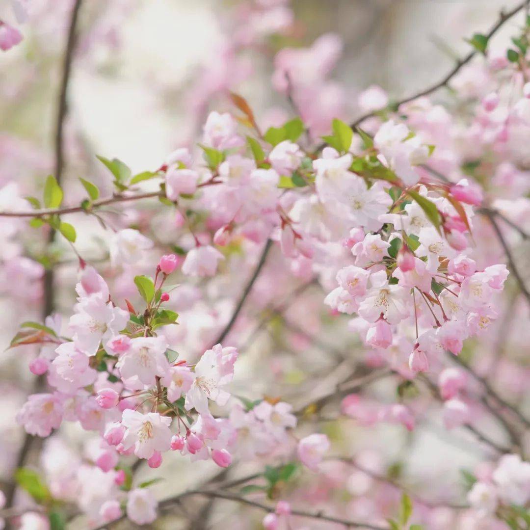 春分正当时,莫负好时光_海棠_苏州_阳光