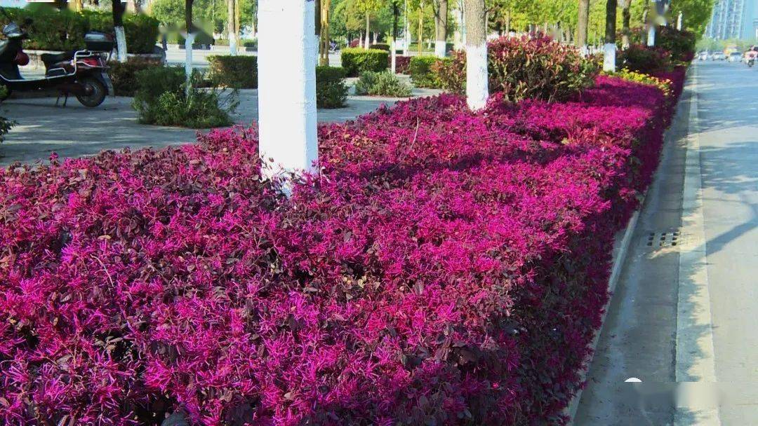 出门即风景!通海礼乐西路红花檵木染春色