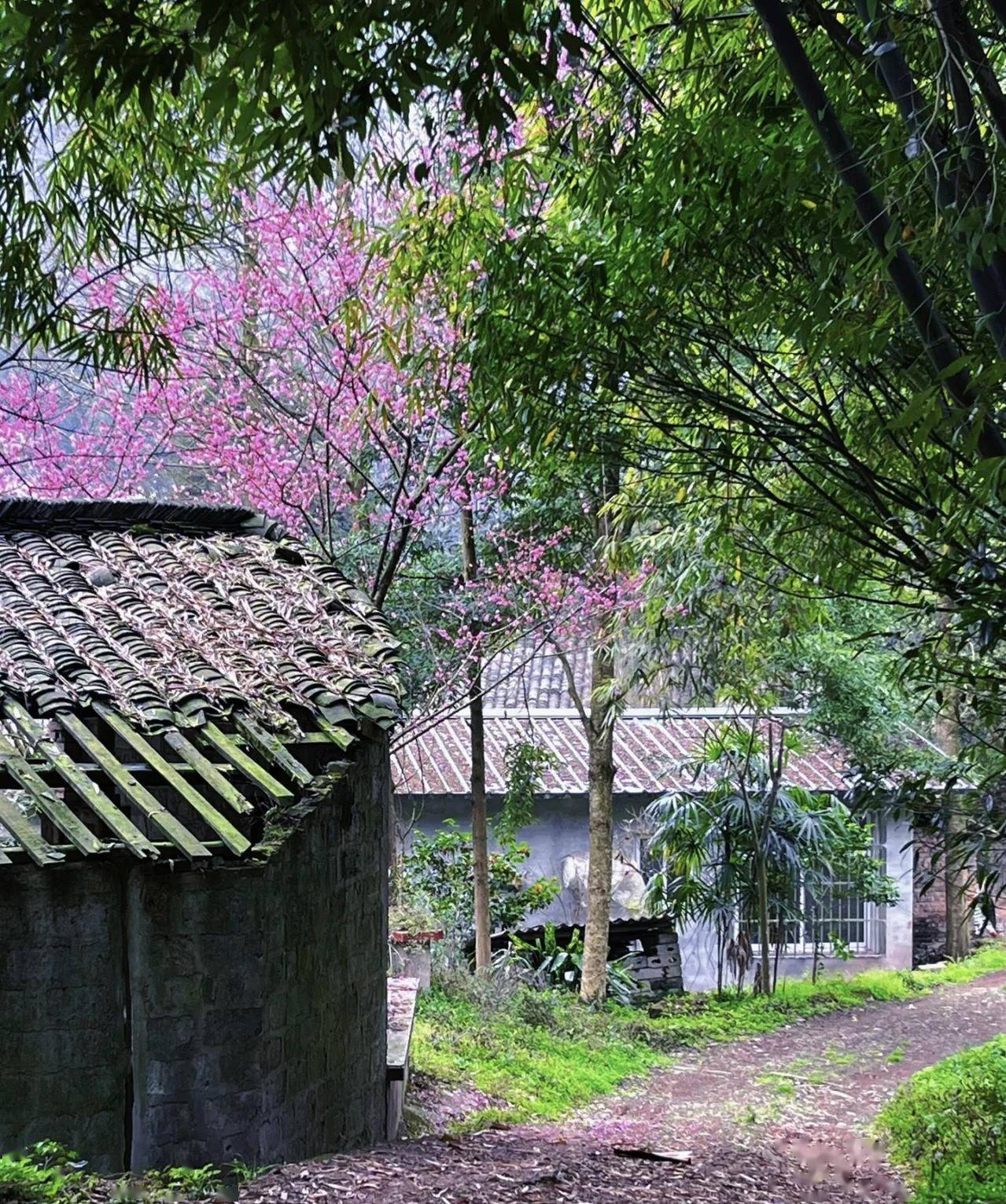 【三郎鎮】不負春光不負卿,來一場追櫻之旅!_櫻花_崇州市_花海