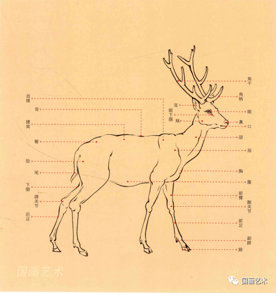 故宫画谱:鹿的画法示范
