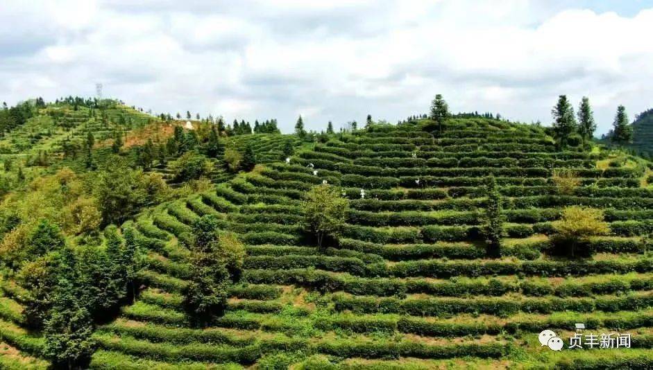 贞丰10万亩茶园进入采摘高峰期_茶叶_小屯镇_长田镇