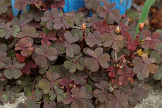 黄花酢浆草——三叶草五瓣花,爆炸的种子_叶子_小草_黄色