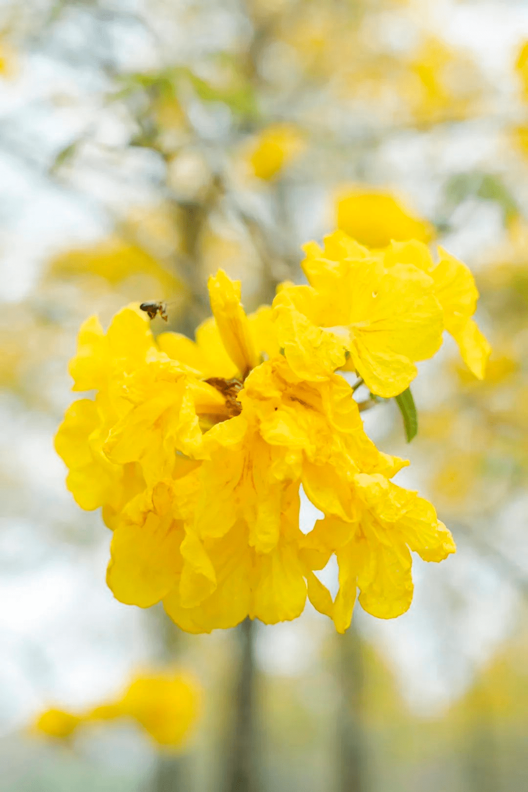 屈鑫,小白 | 摄人们也趁着好天气走出家门来到户外与这片黄金花海合照