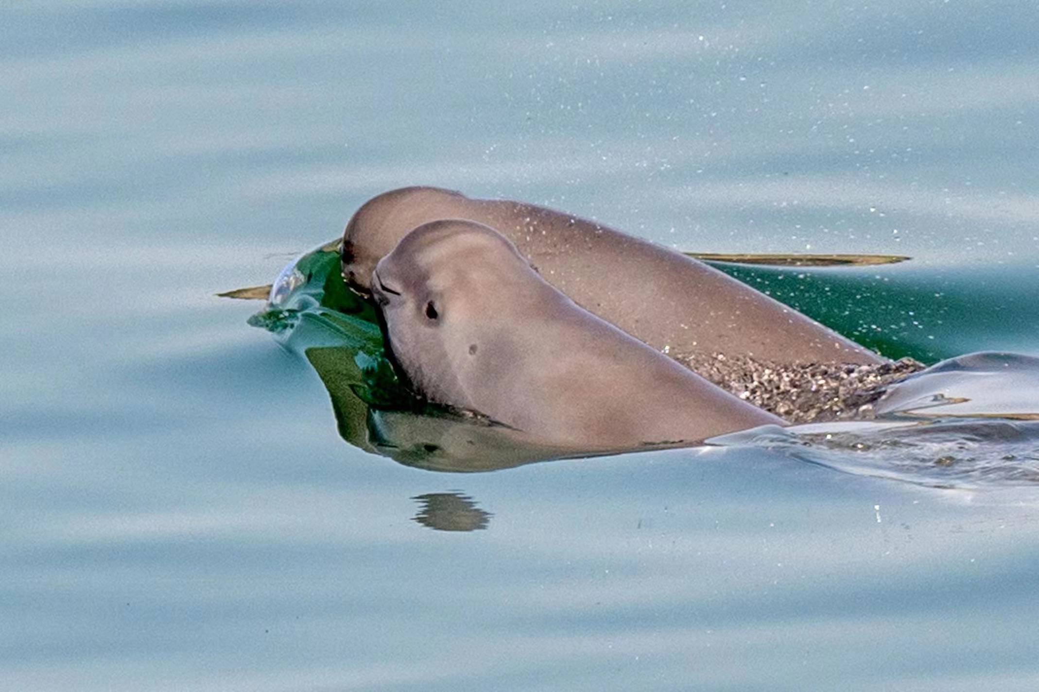 长江生命力报告2022|郝玉江:江豚是长江生命力的晴雨表_进行了_科考队