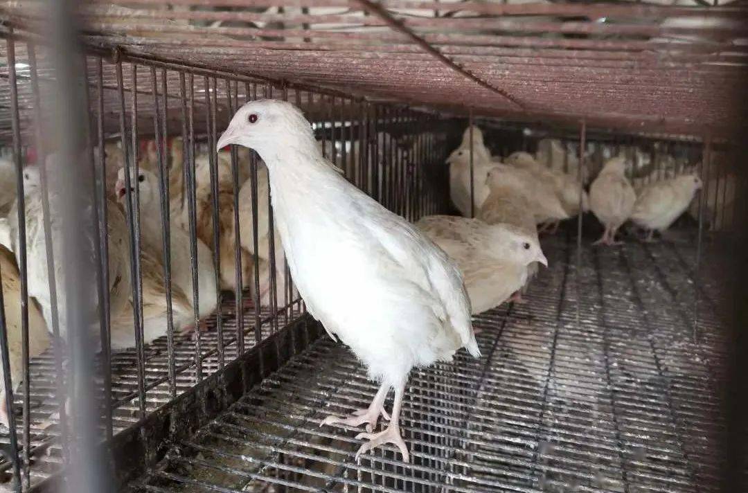 原名北京白羽,由北京种鹌鹑场牵头选育,由朝鲜隐性突变而来,为我国的