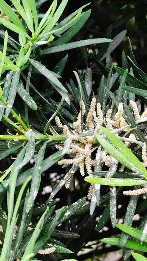 碧綠的瑪瑙:羅漢松 || 李健鴻_植物_陵園_時間