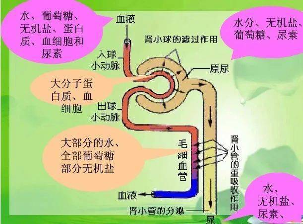 最后形成尿液03原尿在流经肾小管和集合管的过程中经选择性重吸收02