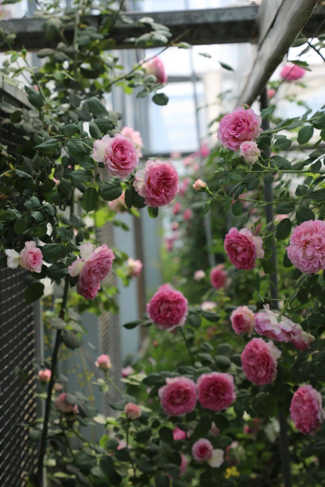 快来get这份春季花园清单吧