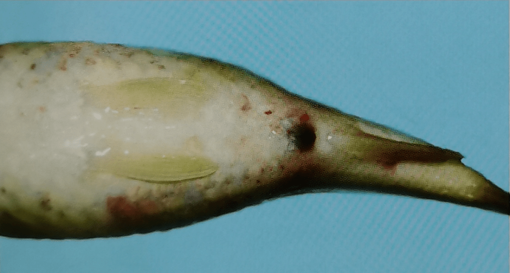 鲤春病毒血症怎么治?增强鱼体质,提高免疫力!