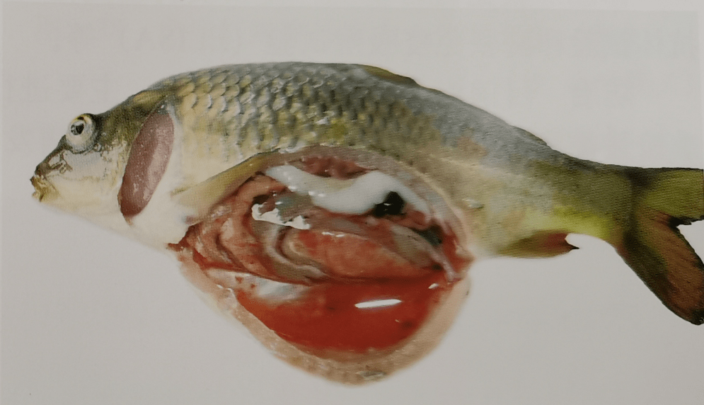 鲤春病毒血症怎么治?增强鱼体质,提高免疫力!