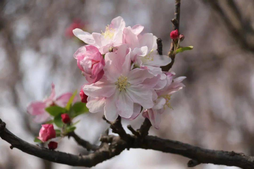 花開枝頭賞怡人之美寓嫻靜美麗堅韌不拔海棠花嬌豔大氣 簇錦團花