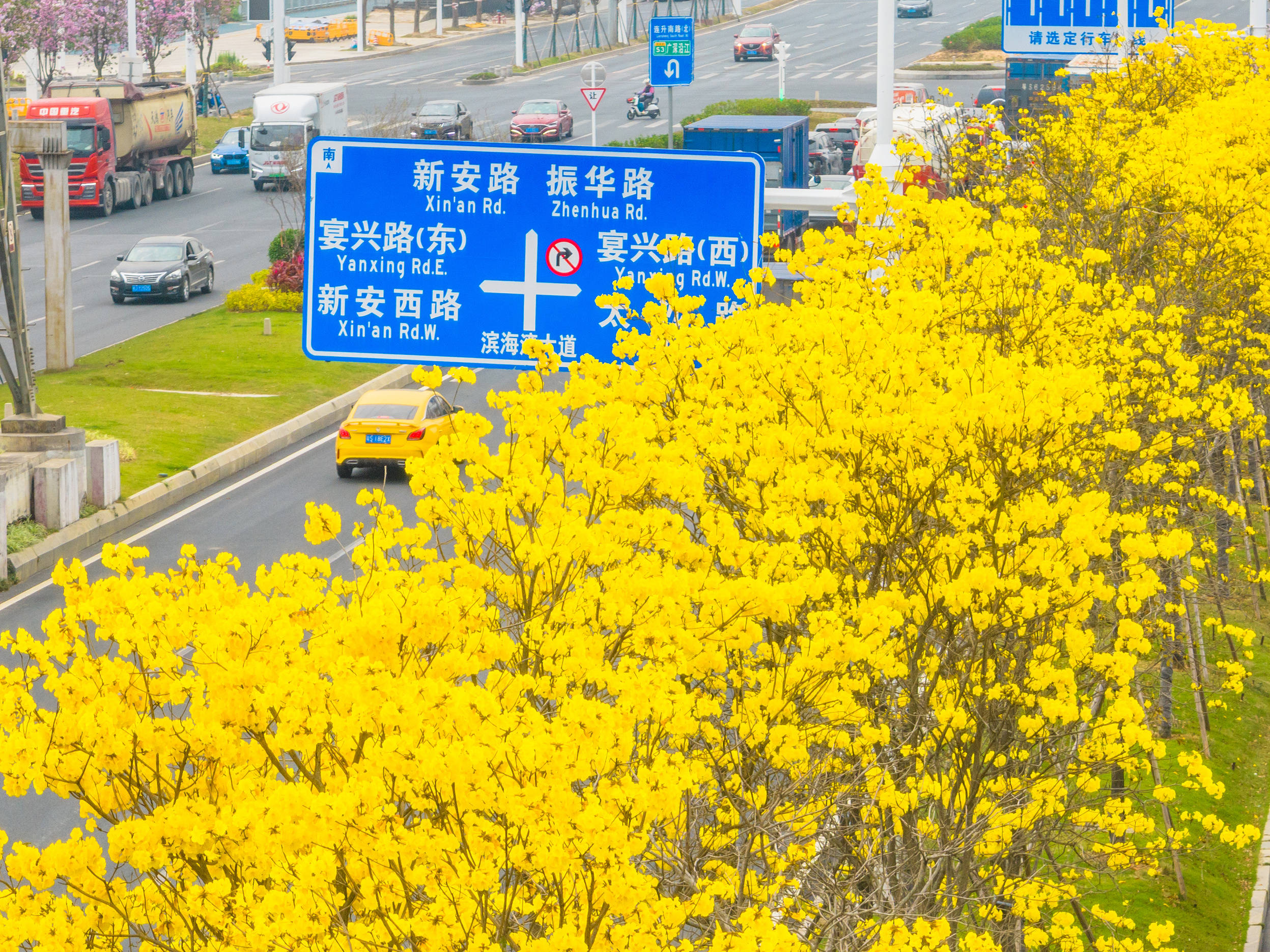 小家碧玉花（小家碧玉花图片开花的） 第4张