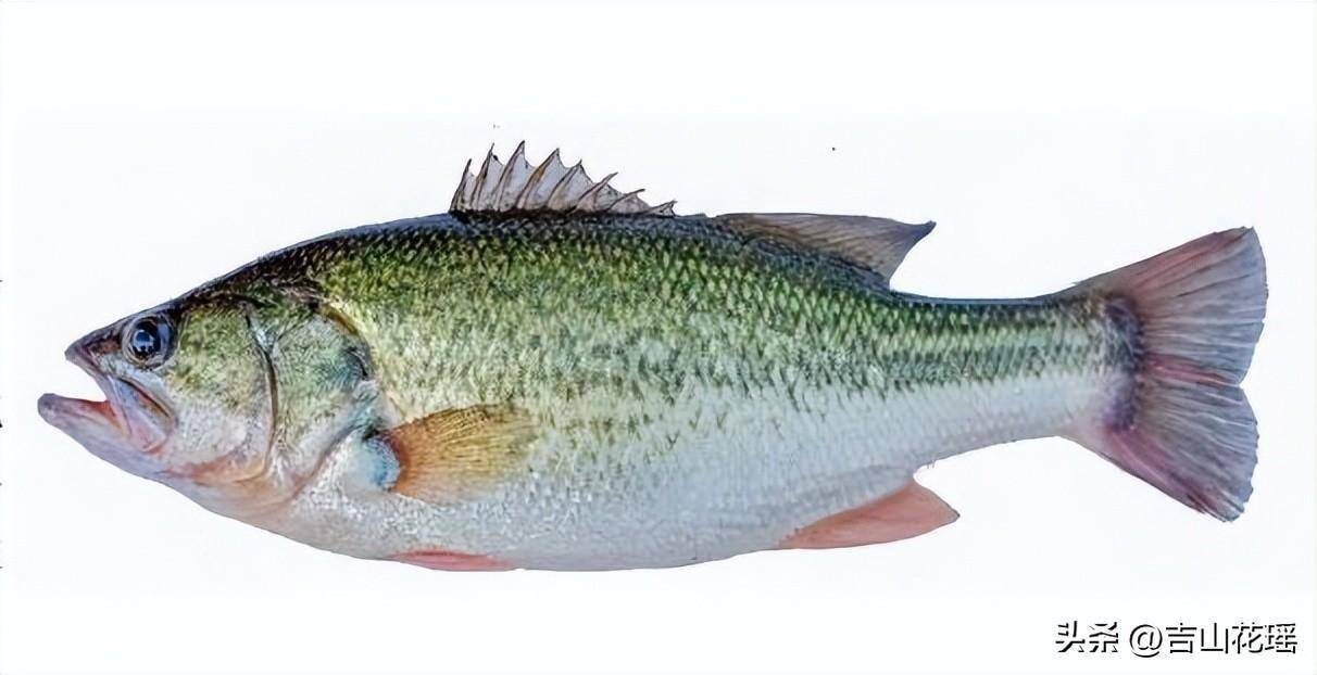 大口黑鲈室内工厂化全季节苗种培育及驯化技术_养殖_进行_环境