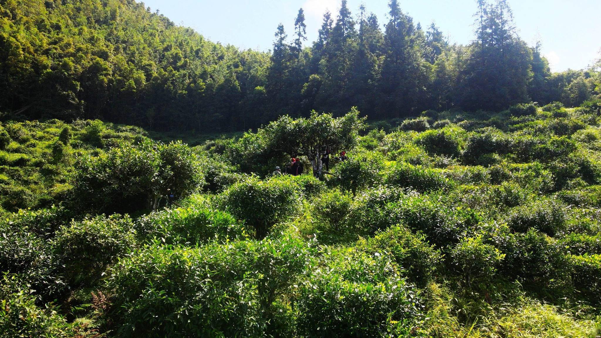 麻栗坡:秘境茶林静美如初_猛硐瑶族乡_茶树_生态