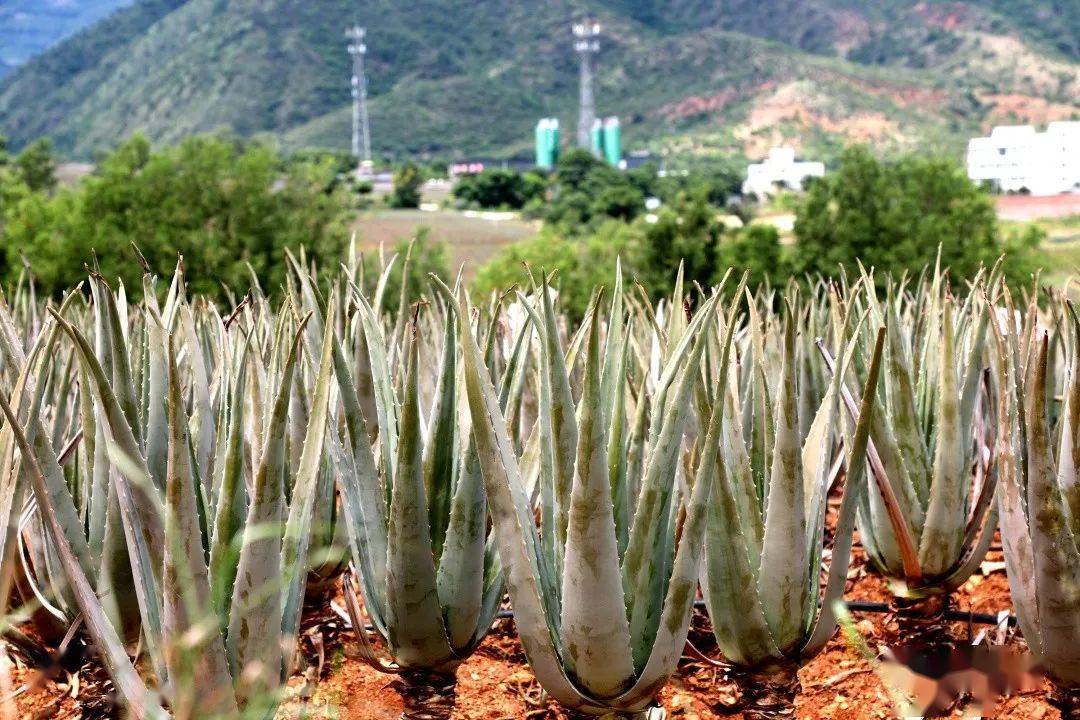 种植加工基地,全省最大的茉莉花种植加工基地,水果种植面积达46万亩