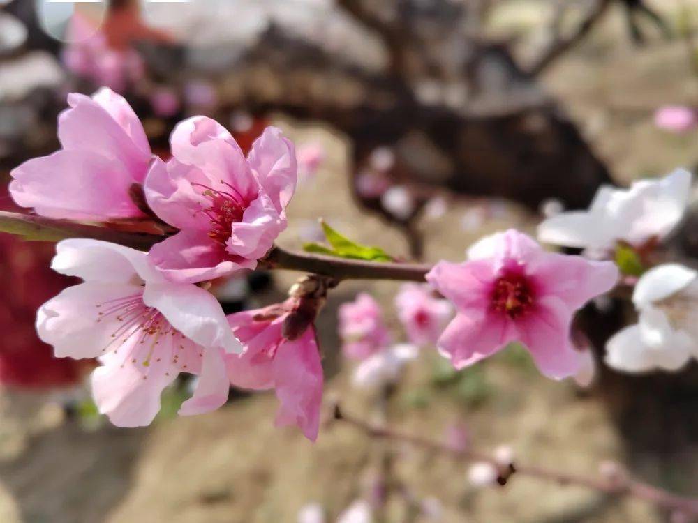 鄉村好時節 | 牡丹區沙土鎮十里桃花次第盛開,邀您前來賞花打卡啦