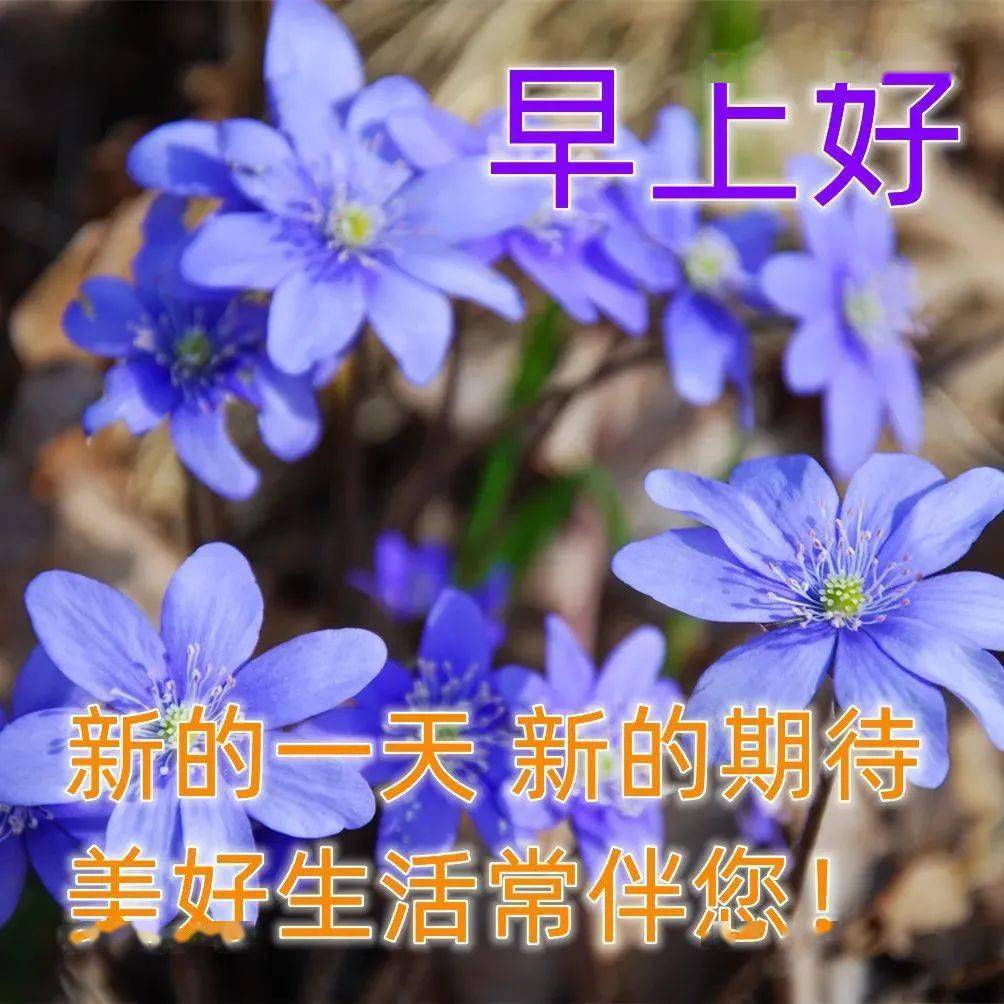 漂亮早安图片鲜花带字 最美早上好问候语_朋友_生活_安康