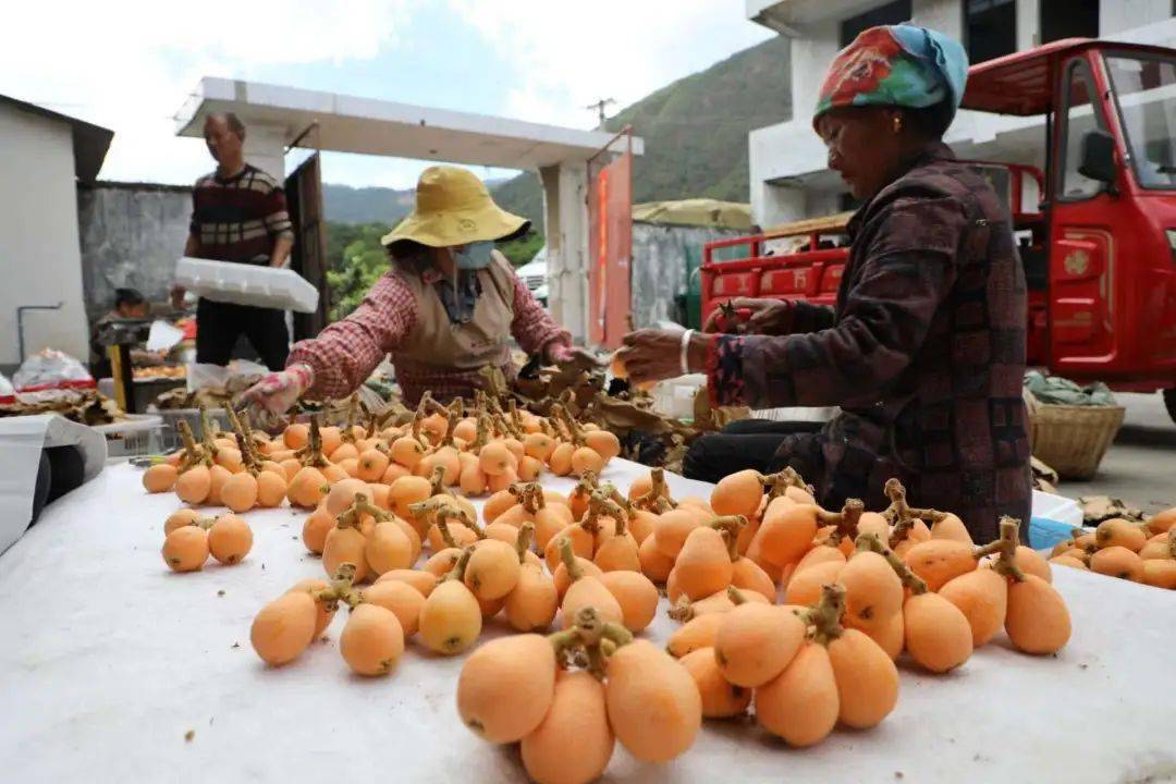 德昌县高丰村:枇杷树成"摇钱树" 乡村振兴迈大步_种植_村民_陈泽芬