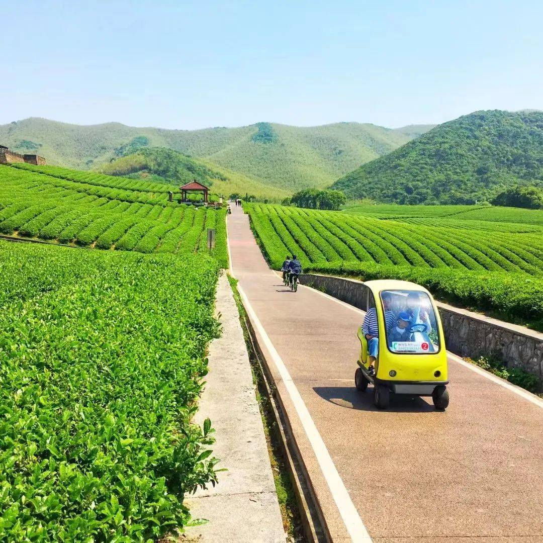 2宜兴龙池山茶园骑行,化身茶农采茶制茶,竹林挖笋,全方位感受春天气息