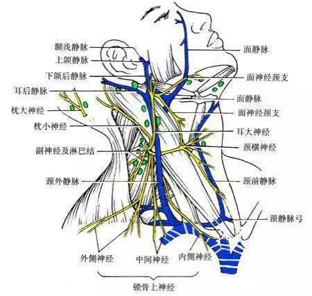 頸部解剖知識_神經_氣管_動脈