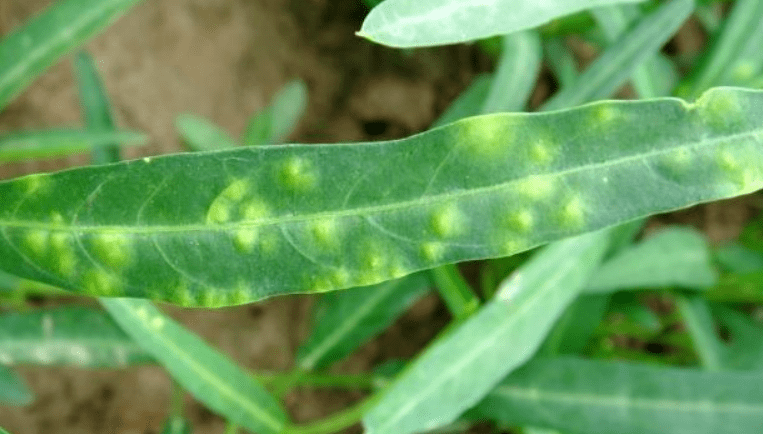 空心菜白锈病特效药图片