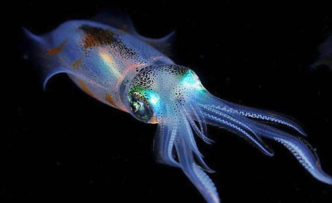 据了解,荧光乌贼长约7厘米,顾名思义,荧光乌贼以夜晚发出光而得名