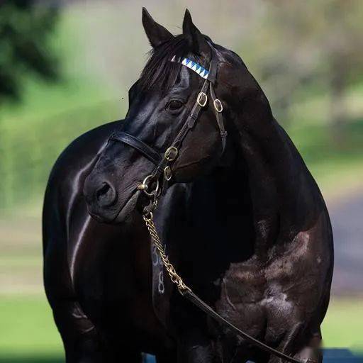 澳洲马王「白金矿」在大陆的后代有2匹二级赛冠军马_玉龙_the_奖金