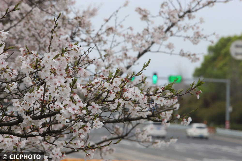 春花路放