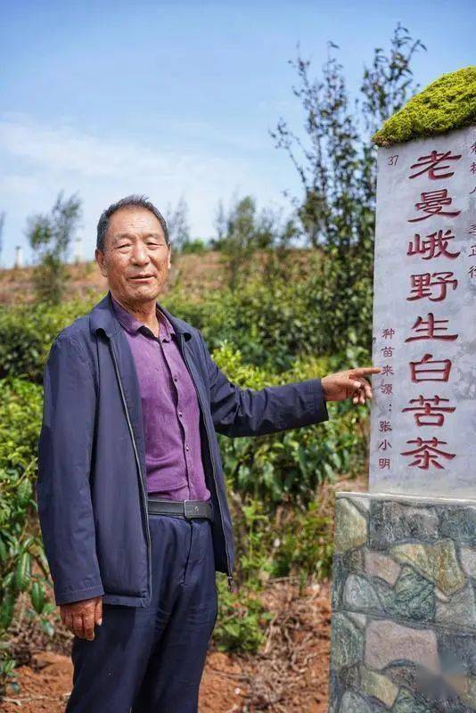 在万亩茶园的核心区,老茶人李正行正抚摸着茶树上新萌的茶叶