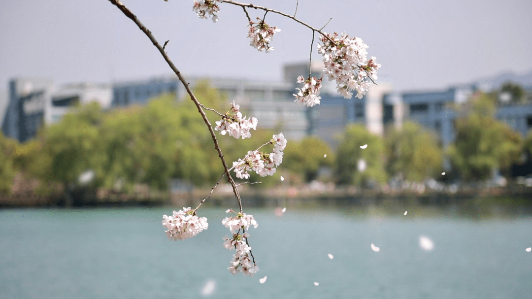 樱花5公分价格