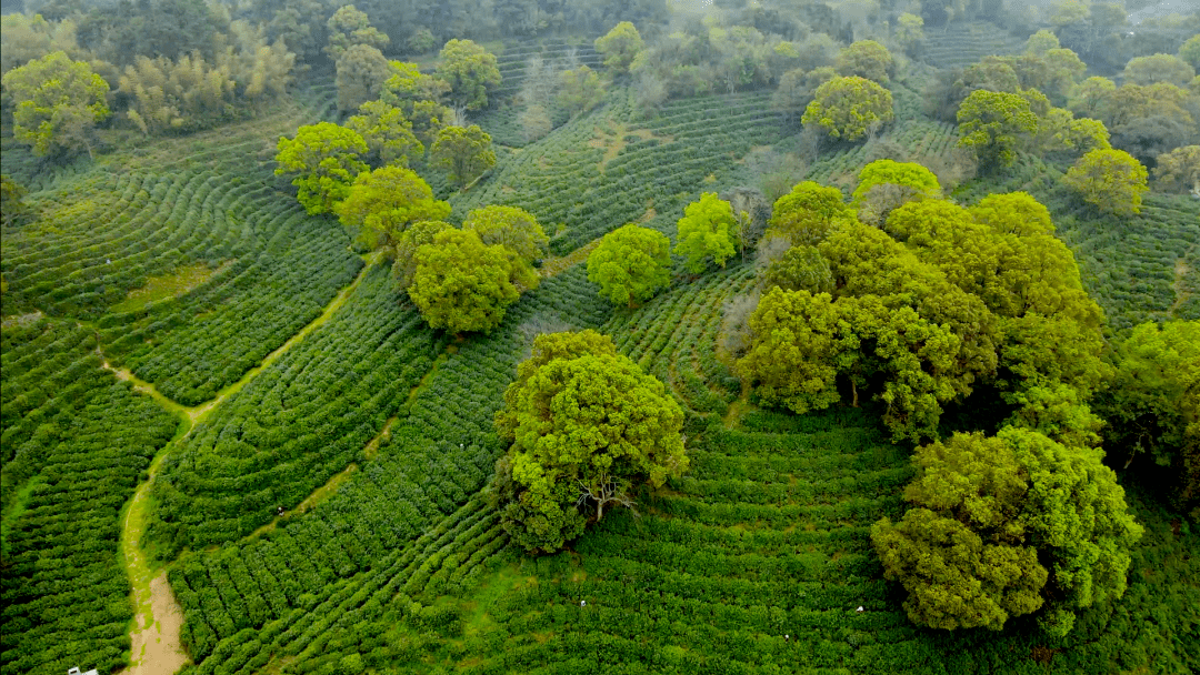 不饮春茶,怎知春到_君山_岳阳_银针