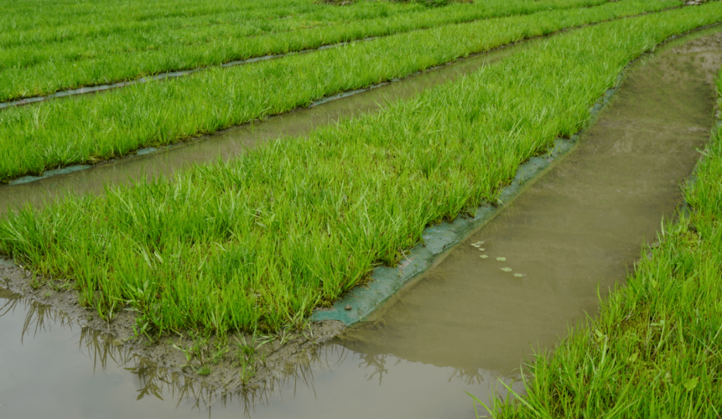 采取"党组织 企业 合作社 基地 农户"的方式,因地制宜发展水苔种植