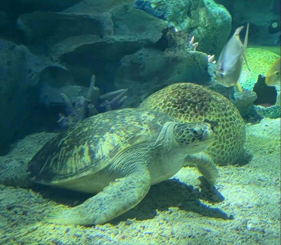 绵阳海之韵海洋世界 萌兔气球艺术节3月25日盛大开放!_活动_表演