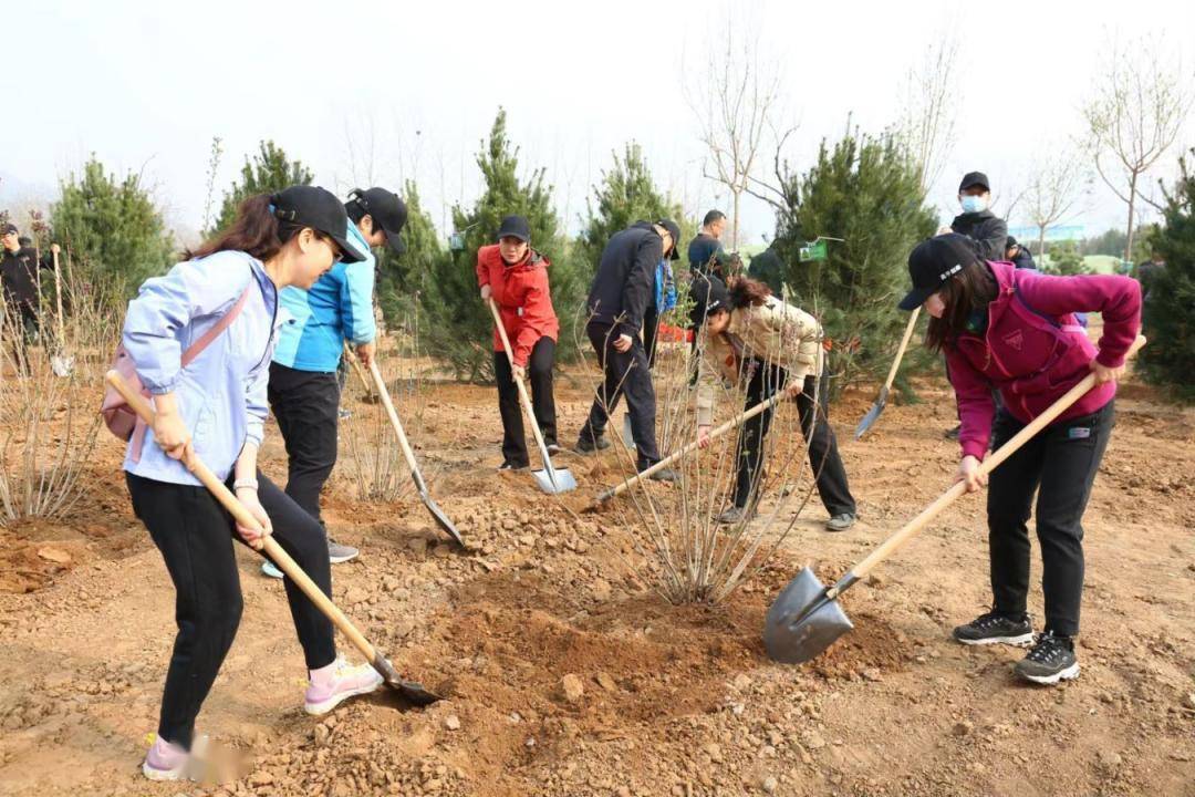 银杏苗木（银杏树苗木基地） 第1张