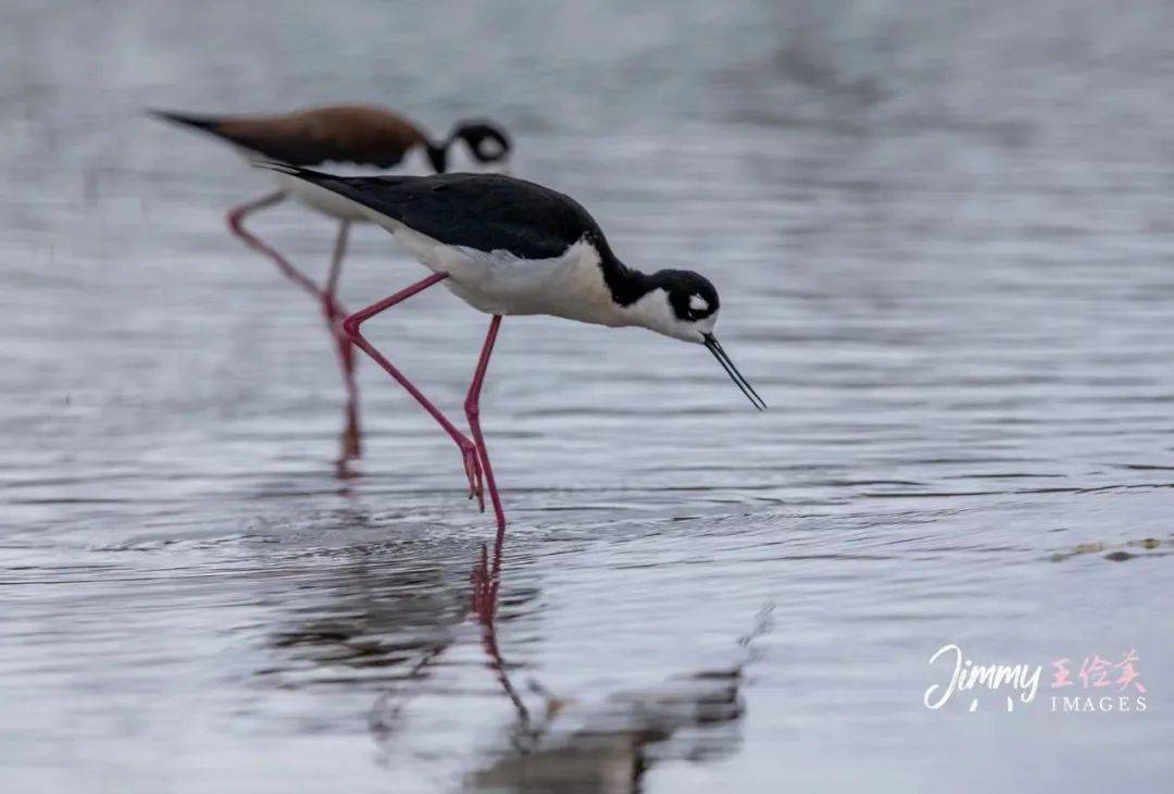 春池嫣韵认真干饭