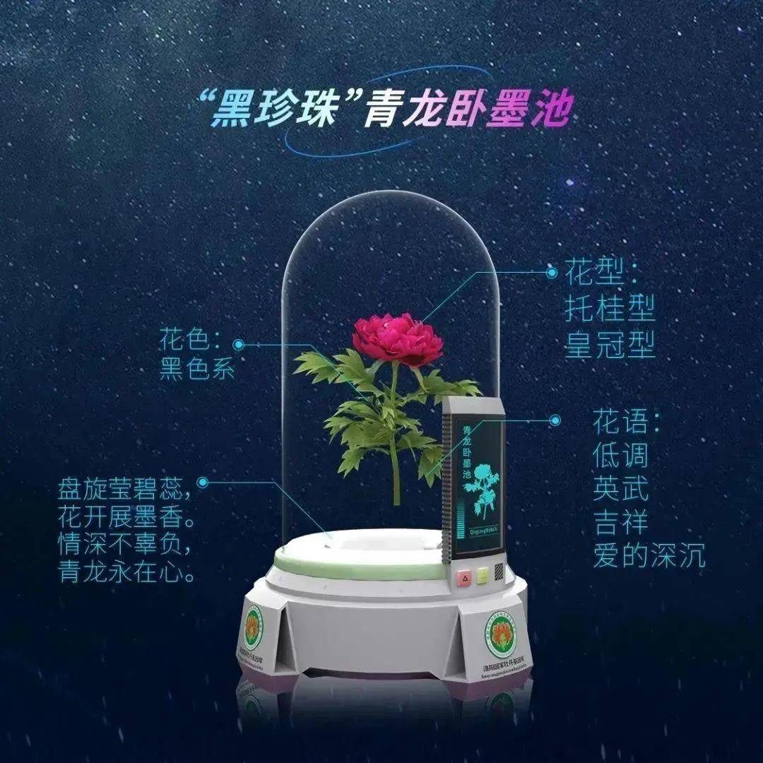 "中国牡丹十大名品"线上开花_数字_姚黄_洛阳